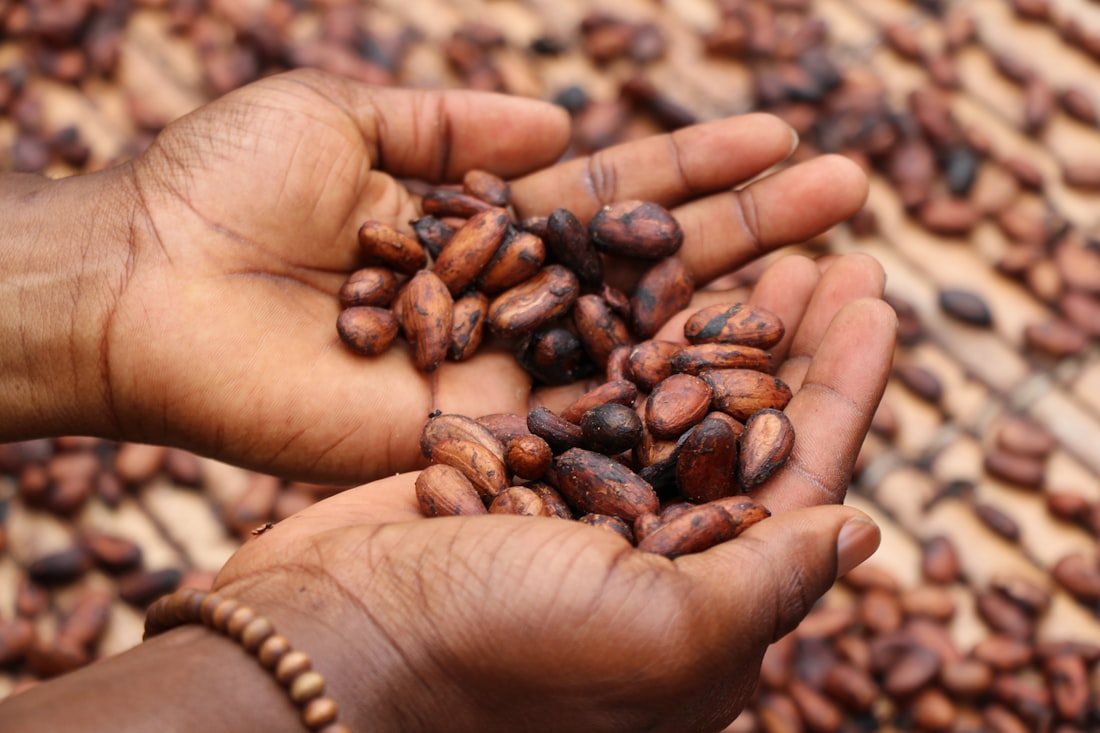 Fèves de cacao premium