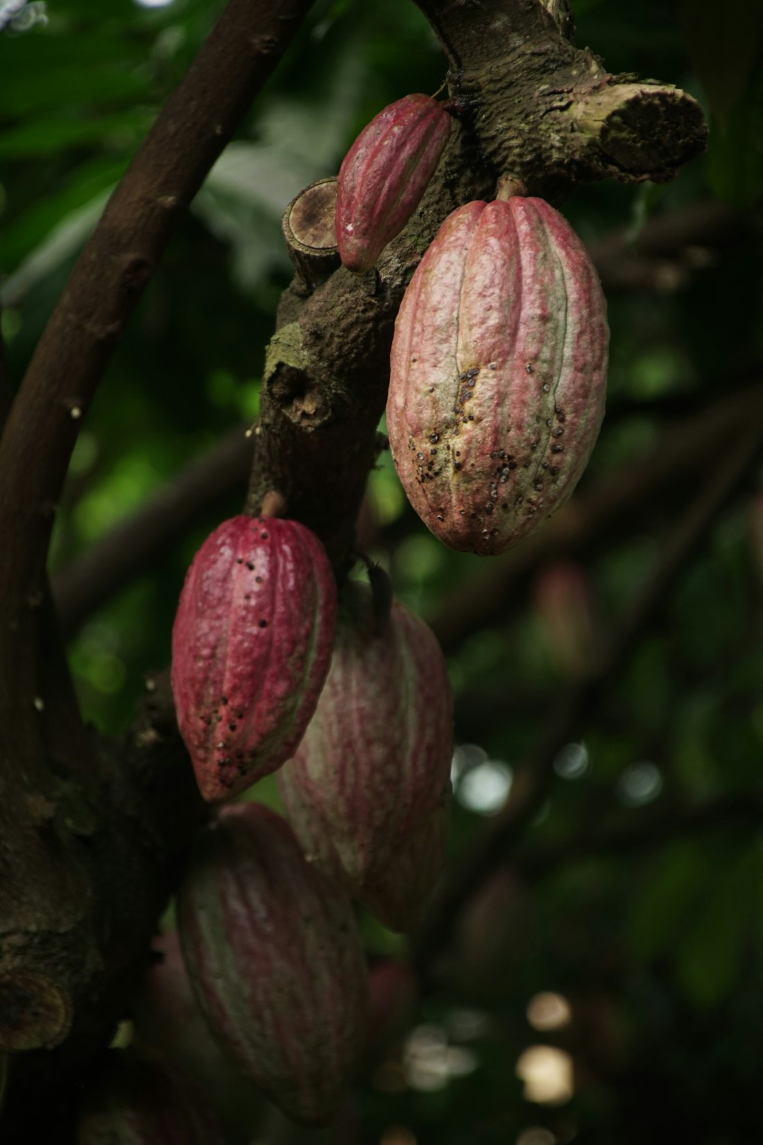 Cacao standard export