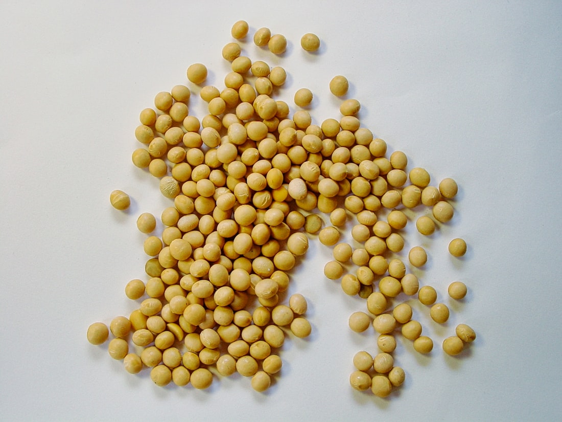 Soja jaune trituration