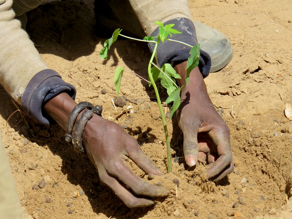Producteur dans une plantation au Togo