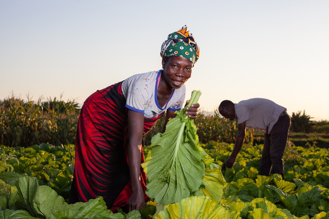 Productrice récoltant dans un champ, coopérative partenaire au Togo